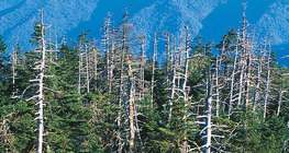 酸雨引起的破坏