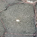 肝脏的一部分（猪）