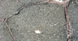 肝臟的一部分（豬）