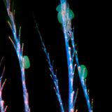 蜜蜂的几丁质毛与花粉