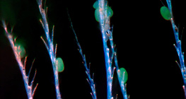 蜜蜂的幾丁質毛與花粉