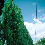 伦巴第大区的杨树