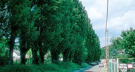 倫巴第大區的楊樹