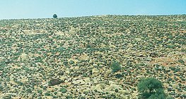 ストーニー砂漠