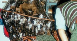 用燕子响捕获燕子