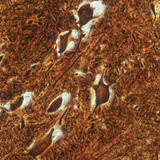 脊髓上的神经细胞（牛）