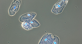 人嘴粘膜細胞的襯裏