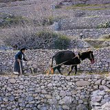 지중해 지역의 농업