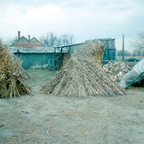Leafy maize stalks gathered in a cone shape