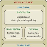 Ábra: Gerincesek: emlősök, madarak