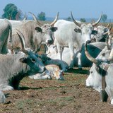 Magyar szürke marhák