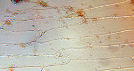 洋葱的肉質鱗葉細胞