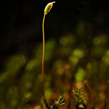 苔藓植物成熟的濑和孢子囊