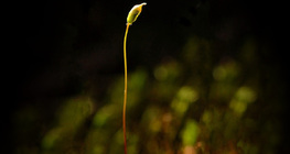 苔蘚植物成熟的瀨和孢子囊