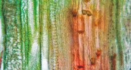 植物維管組織（葫蘆杆）