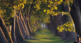 成排的法國梧桐