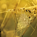 蜘蛛网