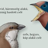 A házi veréb és a füstifecske csőre