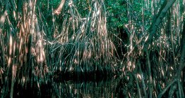 マングローブ湿地