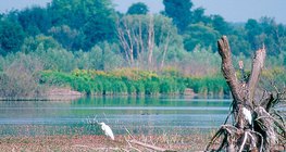 小巴拉頓湖，匈牙利濕地