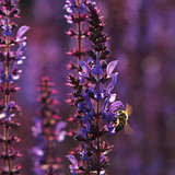 鼠尾草上的蜜蜂