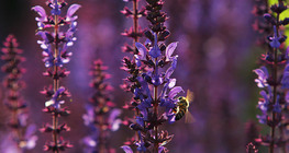 鼠尾草上的蜜蜂