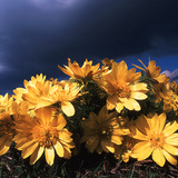 特蘭西瓦尼亞鷺