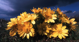 特兰西瓦尼亚鹭