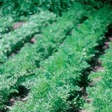 채소밭에서 자라는 당근