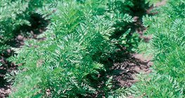 在花園裏種植胡蘿蔔