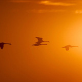 阳光里飞翔的鸟们