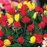 五颜六色的花朵