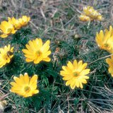 트란실바니아 복수초