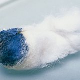 碘与淀粉反应，产生蓝色