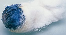 碘与淀粉反应，产生蓝色