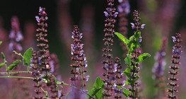 田野里的鼠尾草