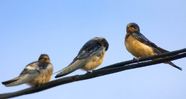 在電線上的家燕