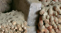 根莖類蔬菜的貯藏