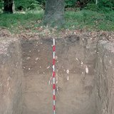 棕色森林土的简介