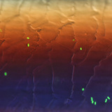 头发上在荧光下的大肠杆菌