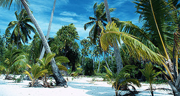 一個熱帶島嶼上的棕櫚樹