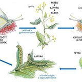 A káposztalepke teljes átalakulásos fejlődése