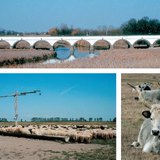 A hortobágyi kilenclyukú híd. Rackanyáj a csordakútnál. Magyar szürkemarhák a legelőn.