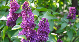 紫丁香