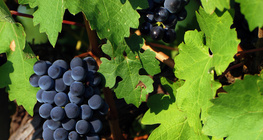 葡萄