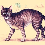 非洲野猫，家猫的祖先