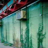 在石头和水泥缝中生长的植物