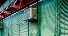 石やコンクリートの隙間に生息する植物