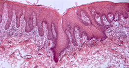 人的舌頭的橫截面