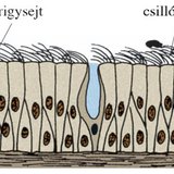 A légzőrendszer nyálkahártyájának felépítése